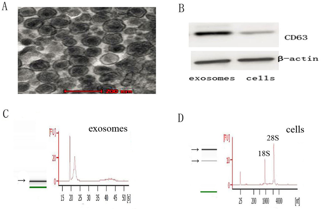 Characteristics of exosomes and the RNA from exosomes and cells.