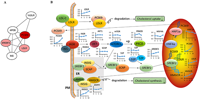 Modulation of the cholesterol signaling pathway in LM3 cells treated with acRoots.