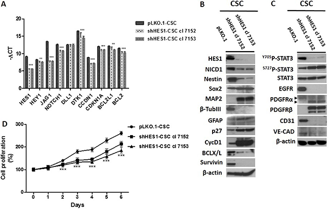 Downmodulation of Hes1 expression affects Notch1 signaling, self-renewal, oncogenic signaling pathways and cell growth rate in shHes1-CSC.