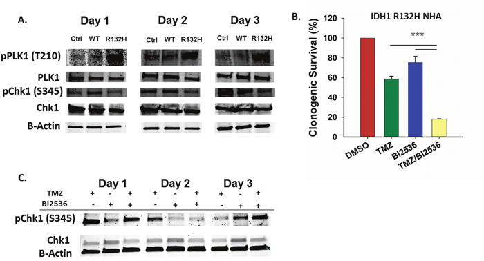 Inhibition of PLK1 sensitizes IDH1 mutant cells to TMZ.