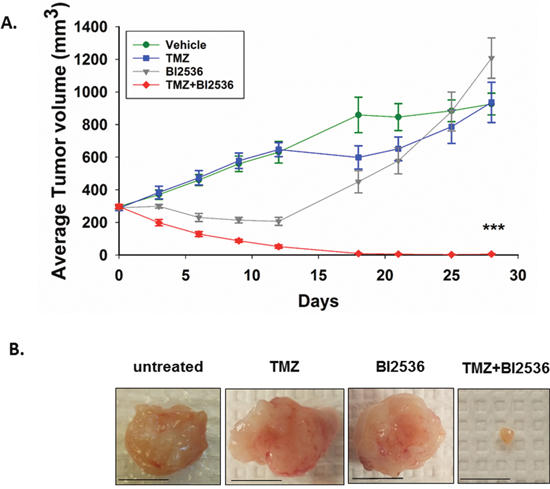Combination of TMZ and BI2536 leads to a marked tumor regression in IDH1 mutant tumors.