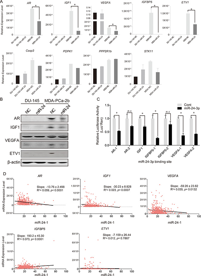 Predicted target gene expression changes after miR-24 induction.