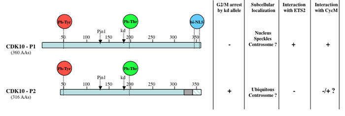 Schematic diagram and properties of two CDK10 splice isoforms.