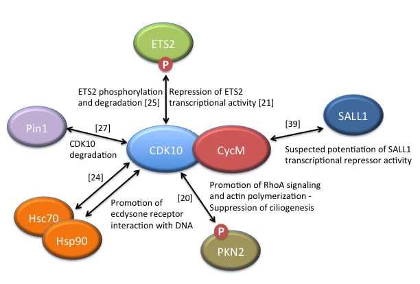 CDK10/CycM protein interactions and associated functions.