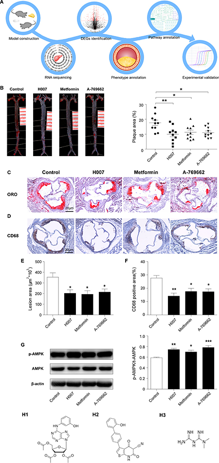 H007 alleviates atherosclerotic plaque development in apoE&#x2013;/&#x2013; mice.