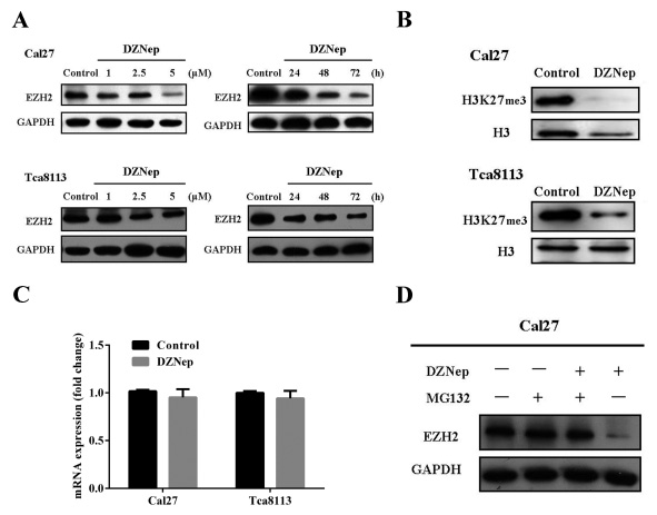 Fig 2: DZNep inhibits endogenous EZH2 by proteosome-mediated protein degradation.