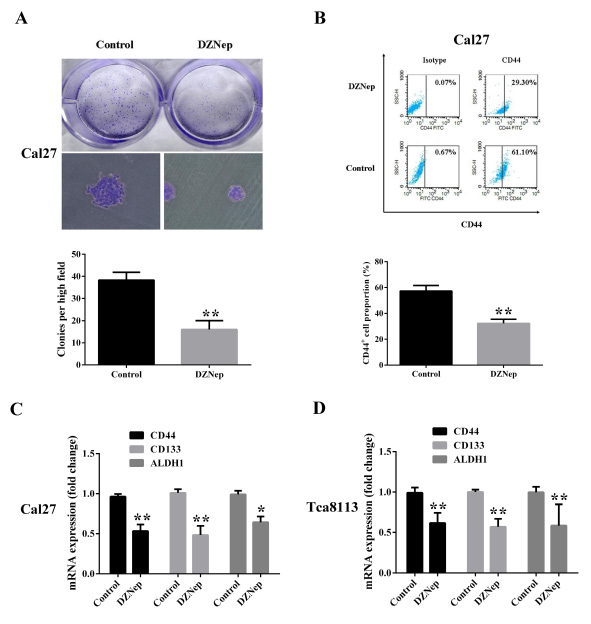 Fig 4: DZNep reduces colony formation and CD44+subpoputation in tongue cancer cells.