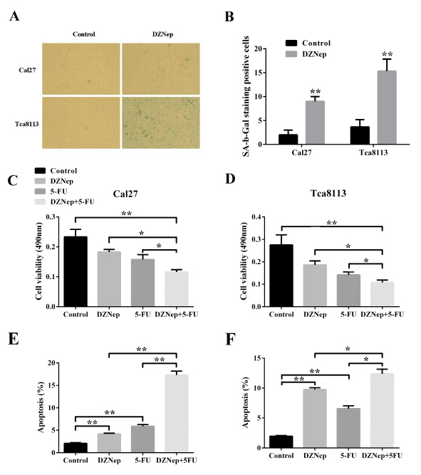 Fig 5: DZNep induces cell senescence and enhanced 5-FU chemosensititvity in tongue cancer cells.