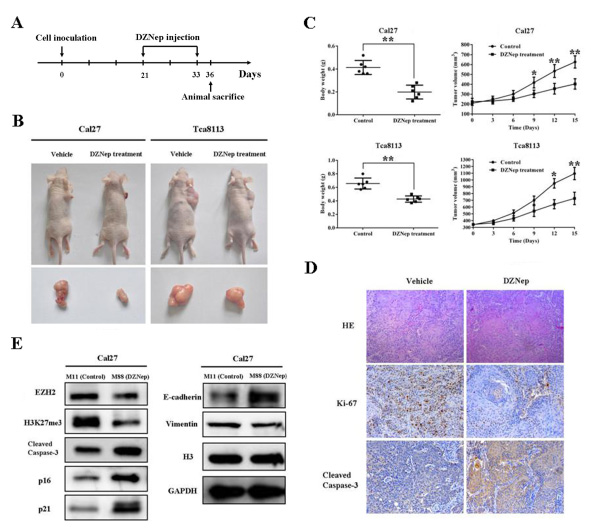 Fig 7: DZNep inhibits tumor growth by inducing intratumoral EZH2 reduction in the TSCC xenograft mouse model.