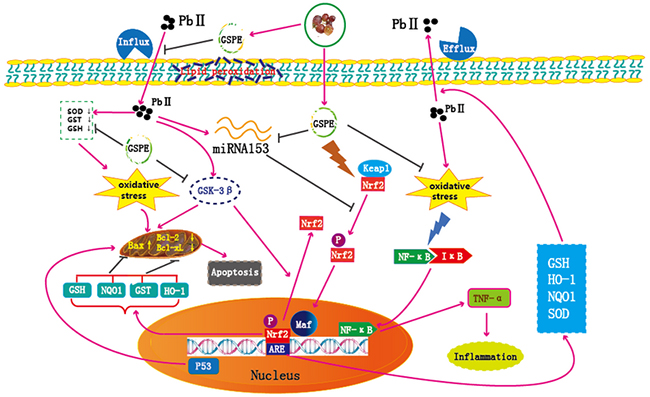 Schematic diagram of the protective mechanism for GSPE in Pb-induced nephrotoxicity.