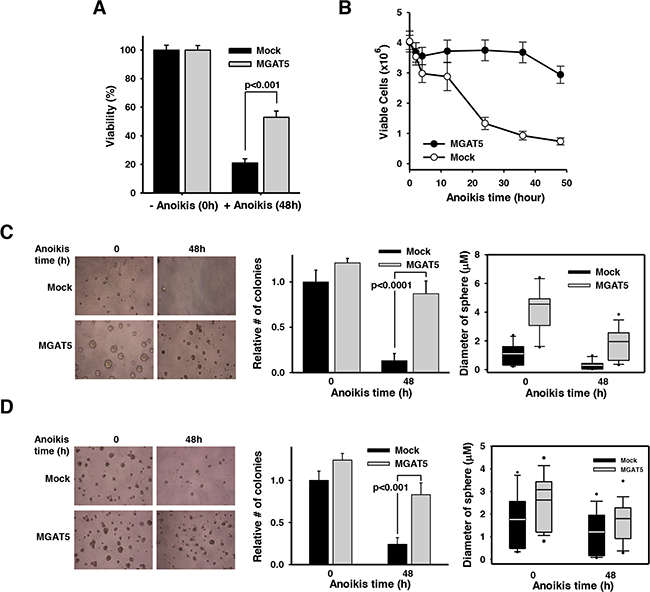 Anchorage-dependent and independent growth advantages by MGAT5-induced anoikis resistance.