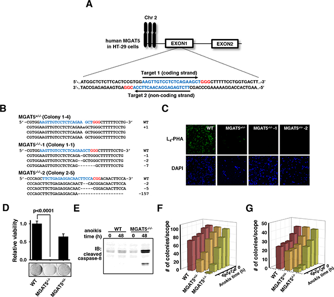 Validation of loss of anoikis resistance by MGAT5 gene knock-out in HT-29 cells using CRISPR/Cas9.