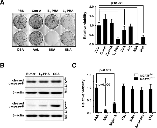 Sensitization of anoikis-induced cell death in vitro by SSA treatments under buoyant states.