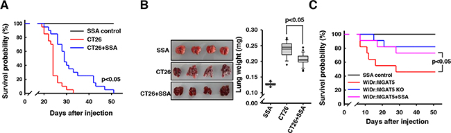 Enhanced survival of CT26 cells-injected mice by SSA co-injection.
