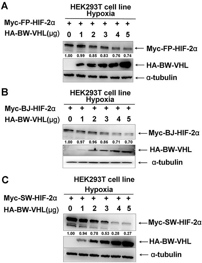 The beluga whale (BW) VHL promotes the degradation of HIF-2&#x03B1; from the Yangtze finless porpoise (FP), the baiji (BJ) and the sperm whale (SW) under hypoxia.