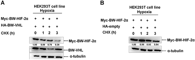 The beluga whale VHL promotes the beluga whale HIF-2&#x03B1; degradation in the presence of CHX under hypoxia.
