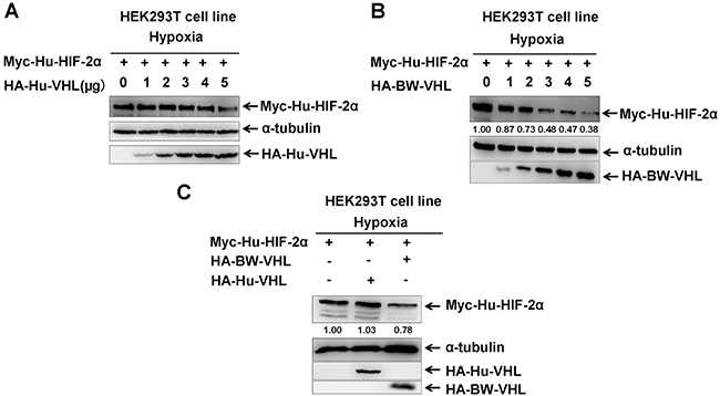 The beluga whale VHL promotes the degradation of human HIF-2&#x03B1; under hypoxia.