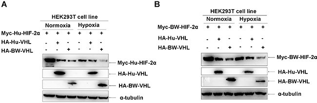 The beluga whale (BW) VHL induces degradation of human and beluga whale HIF-2&#x03B1; under hypoxia, but human VHL does not do so.