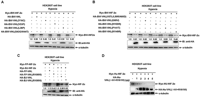 The effect of beluga whale (BW) VHL mutants on HIF-2&#x03B1; protein stability under hypoxia.