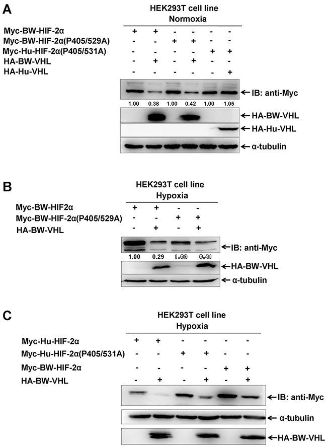 The degradation of HIF-2&#x03B1; by beluga whale VHL is independent of prolyl hydroxylation.