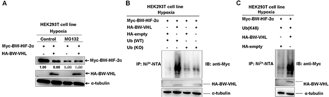 The beluga whale (BW) VHL catalyzes the beluga whale HIF-2&#x03B1; to form K48-linked ubiquitination, resulting in proteasomal degradation under hypoxia.