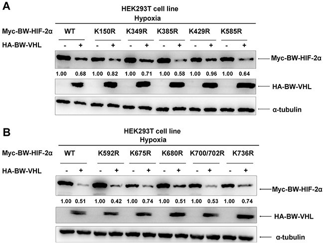 The effect of beluga whale VHL on the stability of HIF-2&#x03B1; mutants.