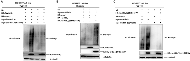 The beluga whale VHL targets the beluga whale HIF-2&#x03B1; for poly-ubiquitination at K429 under hypoxia.