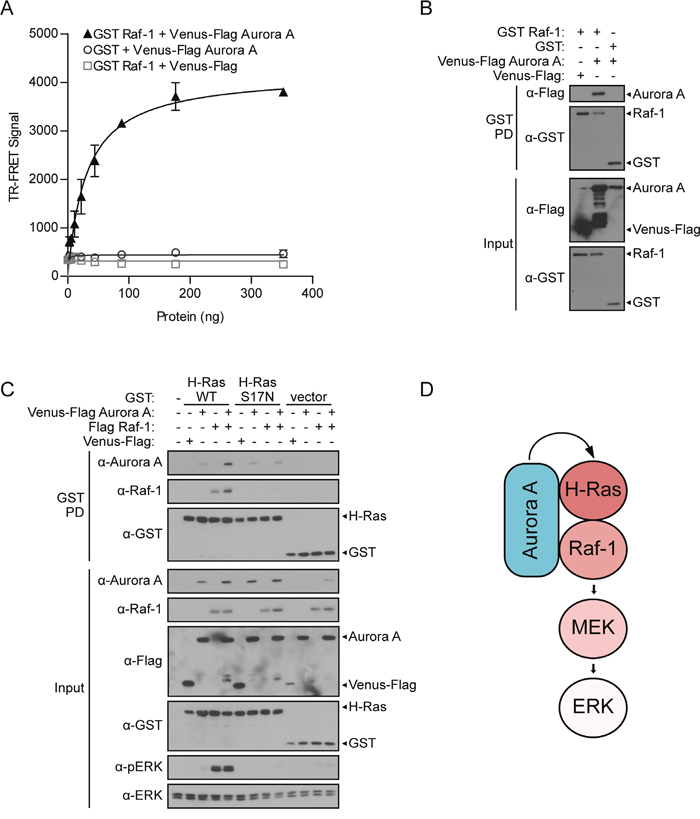 Aurora A forms a complex with H-Ras and Raf-1, acting through H-Ras to enhance ERK activation.