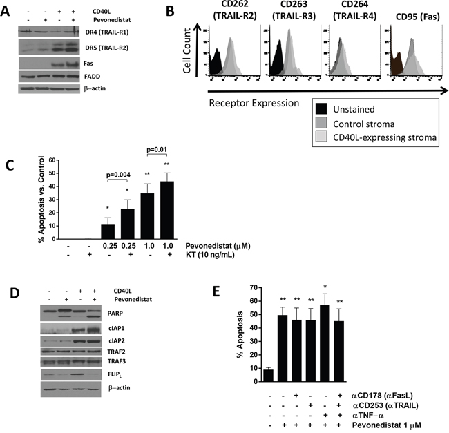 Pevonedistat sensitizes CLL cells to death receptor agonists.