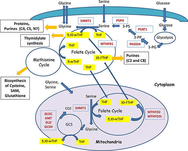 Schematic representation of the compartmentalization and enzymatic reactions of one-carbon metabolism.