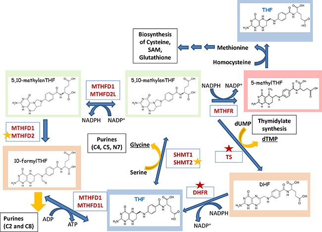 Folate cycle, its &#x201C;outputs&#x201D; and the energy balance.