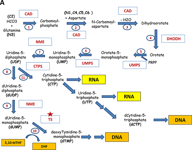 Major pathways of the nucleotide biosynthesis.