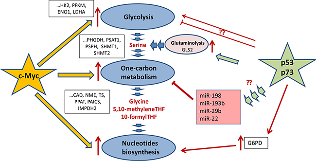 Regulation of one-carbon metabolism and nucleotide biosynthesis by p53 and c-Myc.