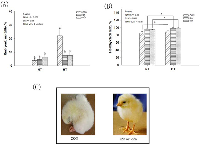Effects of maternal environmental temperature and dietary Zn on the embryonic development.