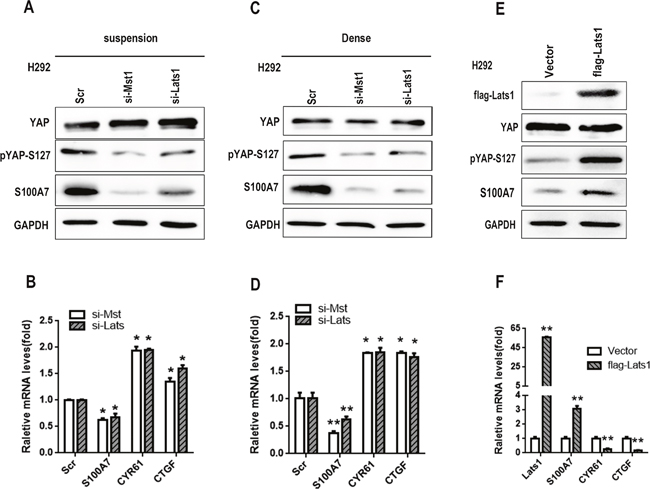 S100A7 is negatively regulated by YAP through activation of the Hippo pathway.