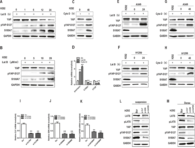 F-actin disruption promotes S100A7 expression and YAP phosphorylation.