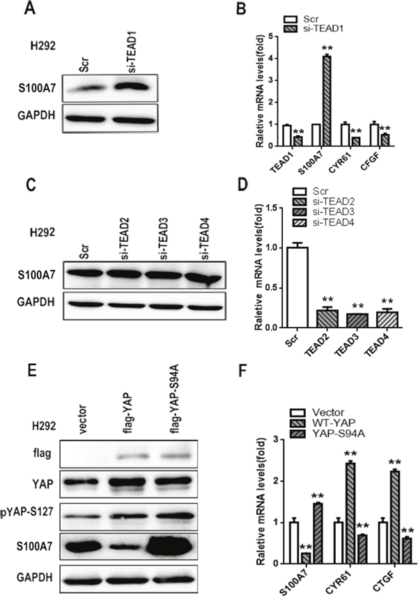 TEAD1 is indispensable for YAP-mediated S100A7 repression.