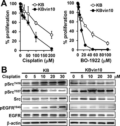 Increased susceptibility to DNA damaging agents and decreased Src activation in P-gp overexpressed KBvin10 cells.