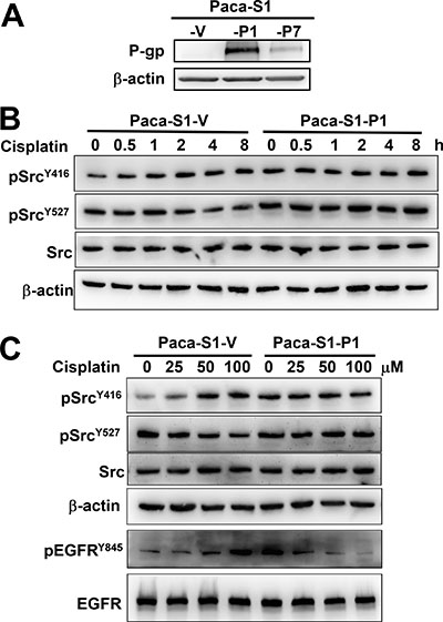 Attenuation of cisplatin-induced Src activation in P-gp overexpressing Paca-S1 cells.