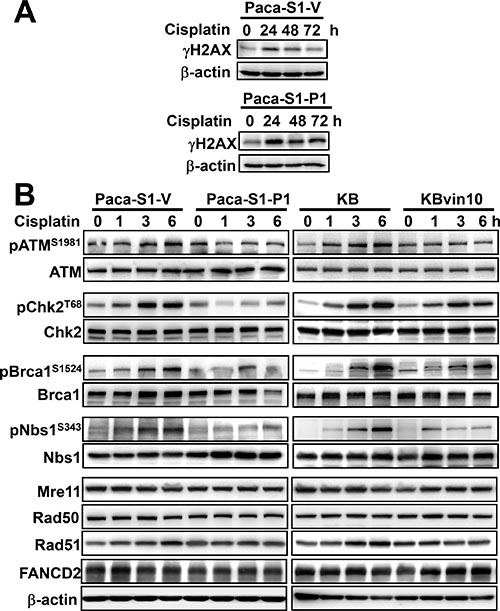 Reduced DNA damage response in cisplatin-treated P-gp overexpressing cells.