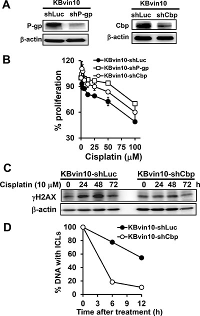 Increased resistance to DNA-damaging agents by P-gp or Cbp silencing.