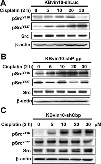 Enhanced Src activation in P-gp- or Cbp-silenced KBvin10 cells by cisplatin.