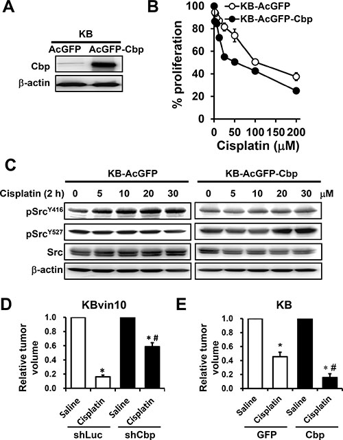 Attenuated Src activation by cisplatin in Cbp-overexpressing cells.