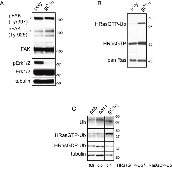 Persistent adhesion to gC1q downmodulates pERK1/2 and upregulates &#x201C;HRasGTP-Ub&#x201D;.