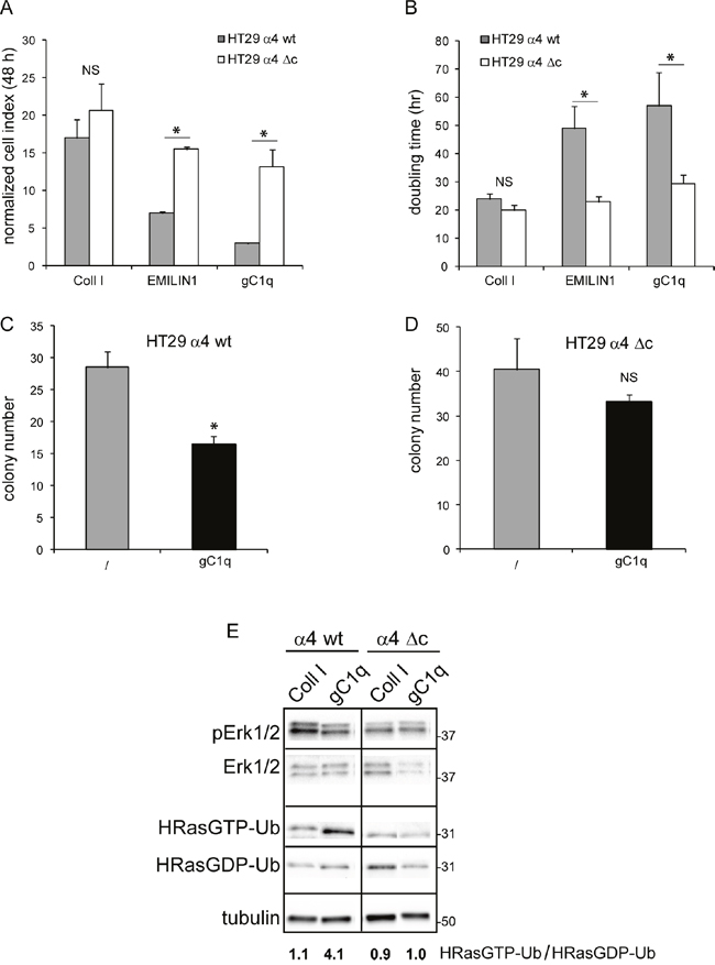 Cells growth is decreased by gC1q.