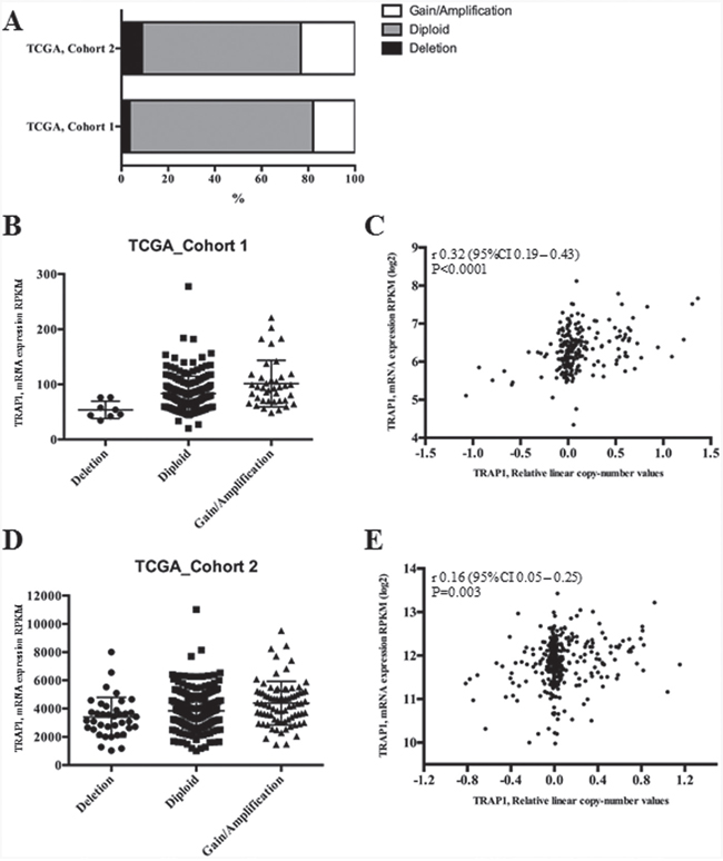 TRAP1 mRNA expression correlates with its gene copy number in TCGA datasets.
