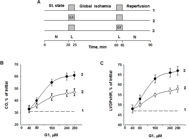Dose-dependent effect of G1 infusion on functional recovery of isolated rat heart at the end of reperfusion.