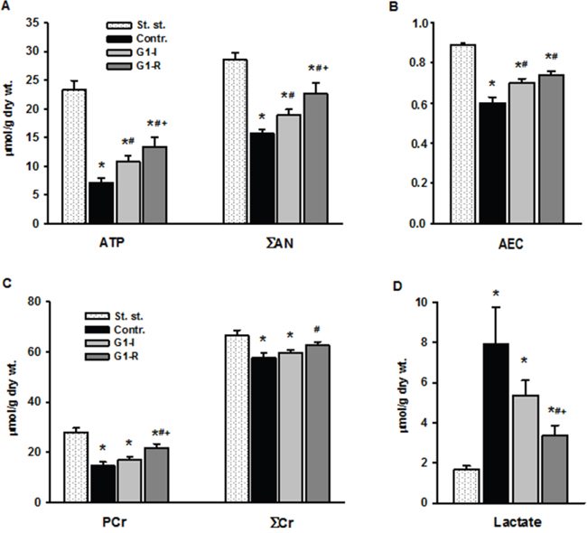 Effects of G1 infusion on metabolic state of isolated rat heart at the end of reperfusion.