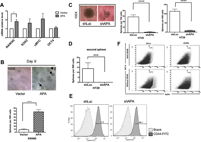 Stemness properties are enhanced in APA-overexpressed SW480 cells and impaired in APA-depleted HT29 cells.