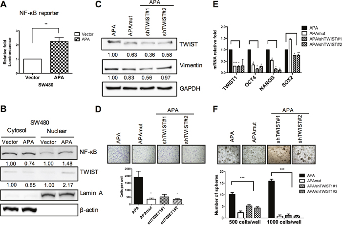 APA-mediated EMT and cancer stemness via NF&#x03BA;B-TWIST pathway activation in colon cancer.